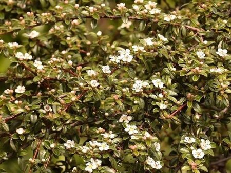 Cotoneaster dammeri geen maat specificatie 0,55L/P9cm - afbeelding 1