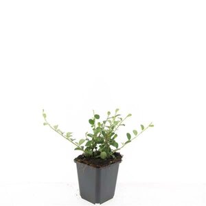 Cotoneaster dammeri geen maat specificatie 0,55L/P9cm - afbeelding 8