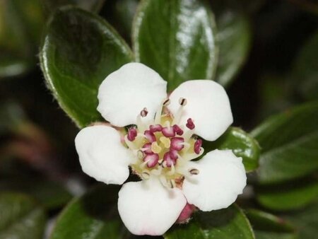 Cotoneaster dammeri geen maat specificatie 0,55L/P9cm - afbeelding 2