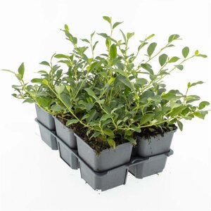 Cotoneaster dammeri geen maat specificatie 0,55L/P9cm - afbeelding 7