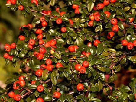 Cotoneaster dammeri geen maat specificatie 0,55L/P9cm - afbeelding 4