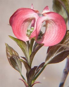 Cornus fl. 'Cherokee Chief' 125-150 cm met kluit struik - afbeelding 1