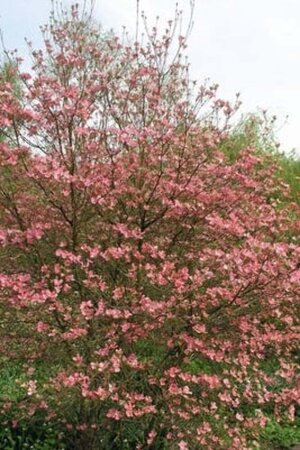 Cornus fl. 'Cherokee Chief' 125-150 cm met kluit struik - afbeelding 2