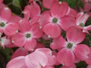 Cornus fl. 'Cherokee Chief' 125-150 cm met kluit struik - afbeelding 3