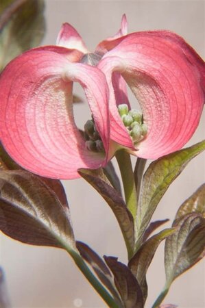 Cornus fl. 'Cherokee Chief' 60-80 cm met kluit - afbeelding 4