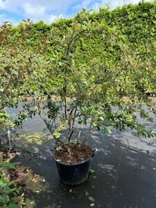 Cotoneaster franchetii 150-175 cm cont. 40L solitair