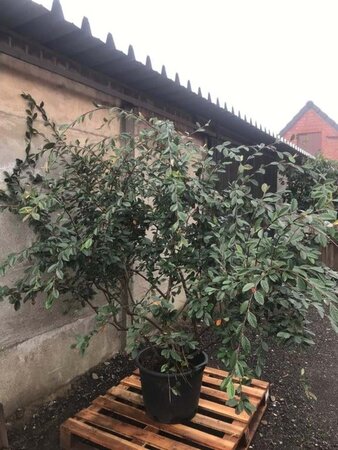 Cotoneaster franchetii 175-200 cm met kluit