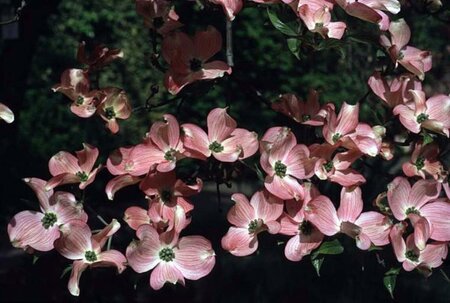 Cornus florida rubra 100-125 cm met kluit - afbeelding 2