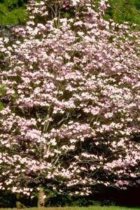 Cornus florida rubra 125-150 cm container - afbeelding 1