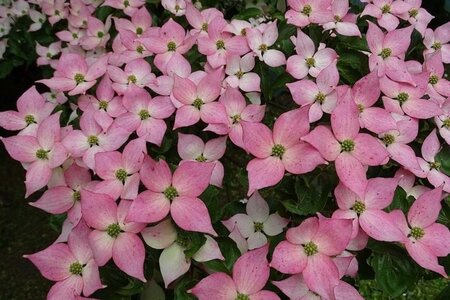 Cornus k. 'Beni-fuji' 150-175 cm met kluit - afbeelding 1