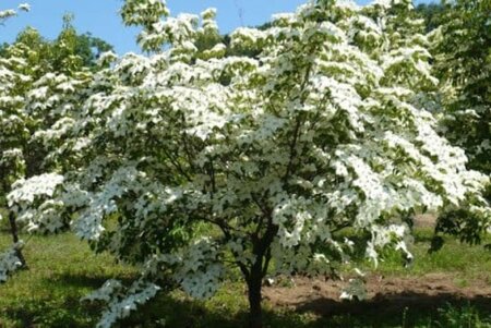 Cornus k. 'Bultinck's Giant Flower' 100-125 cm met kluit