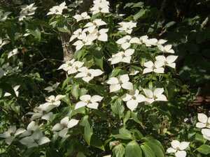 Cornus k. 'Cappucino' 125-150 cm met kluit