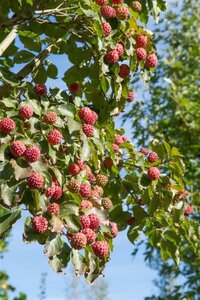 Cornus kousa chinensis 40-60 cm met kluit - afbeelding 14