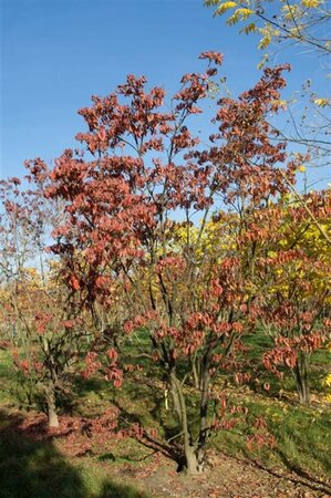 Cornus kousa chinensis 40-60 cm met kluit - afbeelding 7