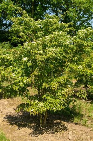 Cornus kousa chinensis 40-60 cm met kluit - afbeelding 3