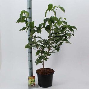 Cornus kousa chinensis 60-80 cm cont. 5,0L - afbeelding 1