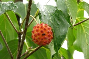 Cornus k. Galilean 125-150 cm met kluit - afbeelding 1