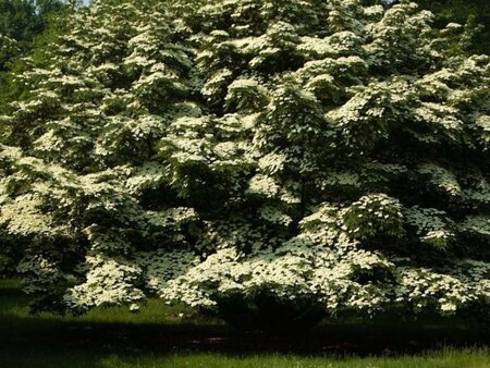 Cornus k. Galilean 125-150 cm met kluit - afbeelding 2