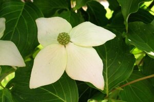 Cornus k. Galilean 125-150 cm met kluit - afbeelding 3