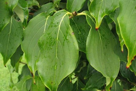 Cornus k. Galilean 125-150 cm met kluit - afbeelding 4