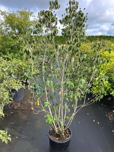 Cornus k. 'Milky Way' 175-200 cm cont. 20L - afbeelding 1