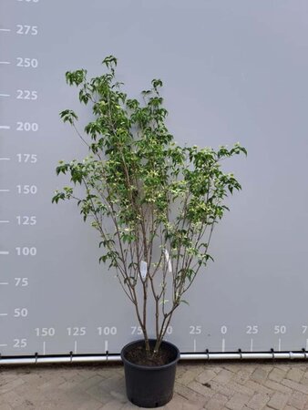 Cornus k. 'Milky Way' 200-225 cm cont. 35L - afbeelding 2