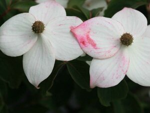 Cornus k. 'Wieting's Select' 125-150 cm met kluit - afbeelding 1