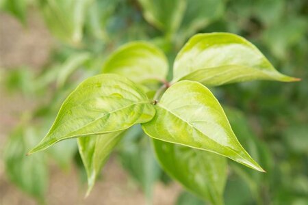 Cornus mas 150-175 cm draadkluit struik - afbeelding 14