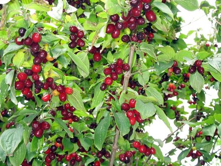 Cornus mas 150-175 cm draadkluit struik - afbeelding 12