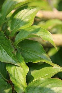 Cornus mas 150-175 cm draadkluit struik - afbeelding 9