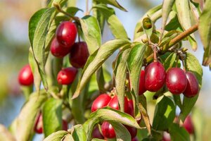 Cornus mas 150-175 cm draadkluit struik - afbeelding 8