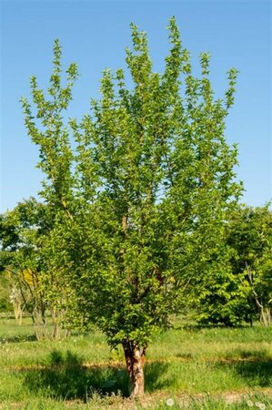 Cornus mas 150-175 cm draadkluit struik - afbeelding 5