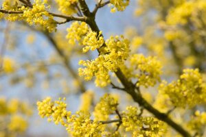 Cornus mas 150-175 cm draadkluit struik - afbeelding 15