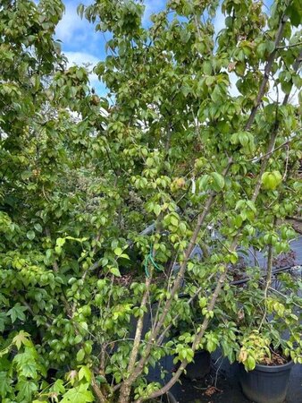 Cornus mas 175-200 cm cont. 40L - afbeelding 2