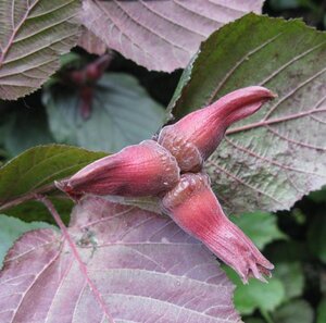 Corylus m. 'Purpurea' 80-100 cm cont. 15L - afbeelding 1