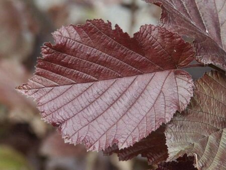 Corylus m. 'Purpurea' 80-100 cm cont. 15L - afbeelding 2