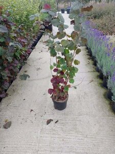 Corylus m. 'Purpurea' 80-100 cm cont. 7,5L - afbeelding 1