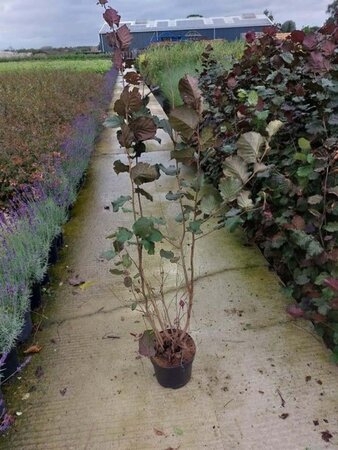 Corylus m. 'Purpurea' 80-100 cm cont. 7,5L - afbeelding 2