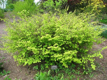 Corylopsis pauciflora 30-40 cm met kluit - afbeelding 1