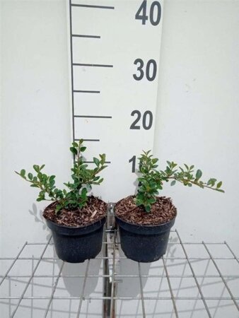 Cotoneaster radicans 'Eichholz' geen maat specificatie cont. 1L - afbeelding 2