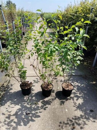 Cornus sanguinea 100-125 cm cont. 5,0L - afbeelding 2