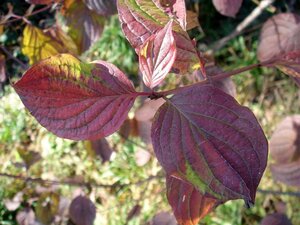 Cornus sanguinea 100-125 cm wortelgoed 3-5 tak struik - afbeelding 1