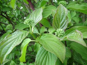 Cornus sanguinea 100-125 cm wortelgoed 3-5 tak struik - afbeelding 2