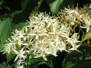 Cornus sanguinea 100-125 cm wortelgoed 3-5 tak struik - afbeelding 3