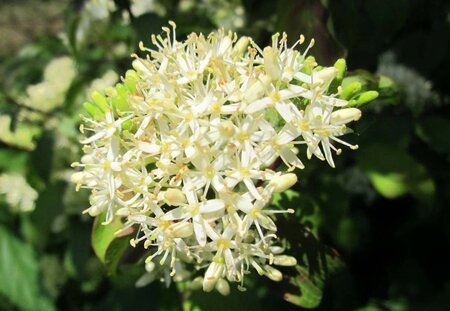 Cornus sanguinea 100-125 cm wortelgoed 3-5 tak struik - afbeelding 4