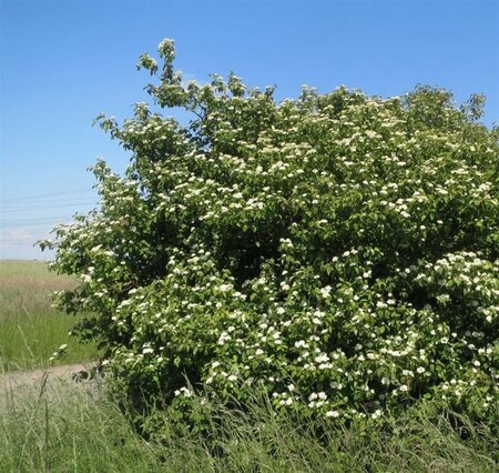 Cornus sanguinea 100-125 cm wortelgoed 3-5 tak struik - afbeelding 5