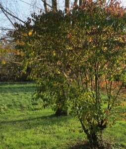 Cornus sanguinea 100-125 cm wortelgoed 3-5 tak struik - afbeelding 6