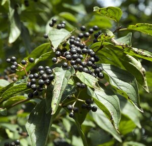 Cornus sanguinea 100-125 cm wortelgoed 3-5 tak struik - afbeelding 7