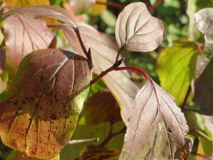 Cornus sanguinea 100-125 cm wortelgoed 3-5 tak struik - afbeelding 8