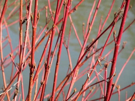 Cornus sanguinea 100-125 cm wortelgoed 3-5 tak struik - afbeelding 9